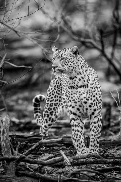 Güney Afrika 'daki Kruger Ulusal Parkı' nda siyah beyaz Afrika çalılarında yürüyen leopar..