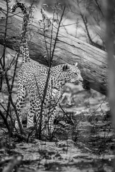 Territorio Marcatura Del Leopardo Albero Morto Bianco Nero Nel Kruger — Foto Stock