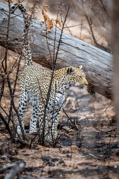 Güney Afrika 'daki Kruger Ulusal Parkı' ndaki ölü bir ağacın üzerinde leopar işareti var..
