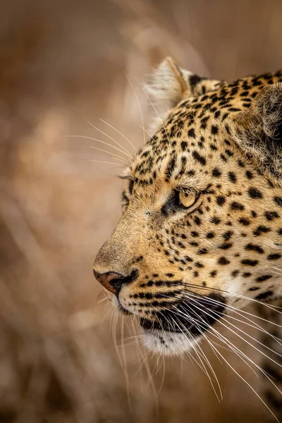 Güney Afrika 'daki Kruger Ulusal Parkı' nda bir leoparın kafasını kapatın..