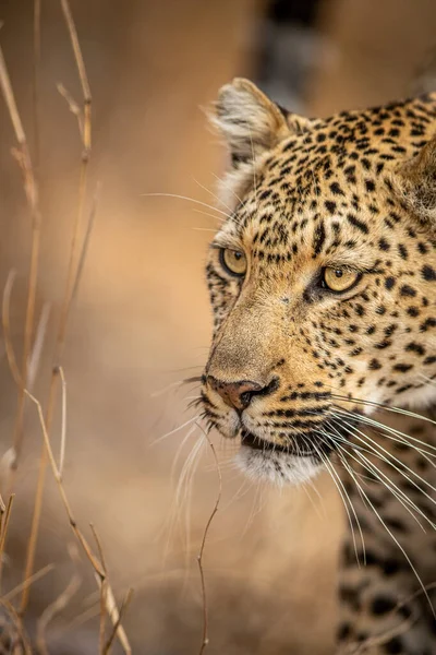 Güney Afrika 'daki Kruger Ulusal Parkı' nda bir leoparın kafasını kapatın..