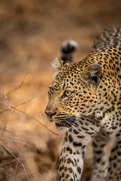 Primer Plano Cabeza Leopardo Parque Nacional Kruger Sudáfrica —  Fotos de Stock