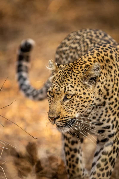 Güney Afrika 'daki Kruger Ulusal Parkı' nda bir leoparın kafasını kapatın..
