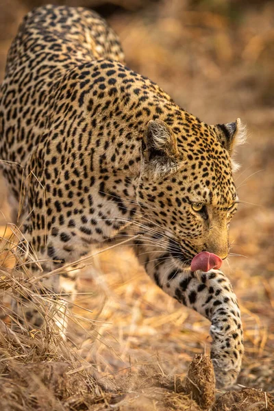 Detailní Záběr Leopardí Hlavy Národním Parku Kruger Jihoafrická Republika — Stock fotografie