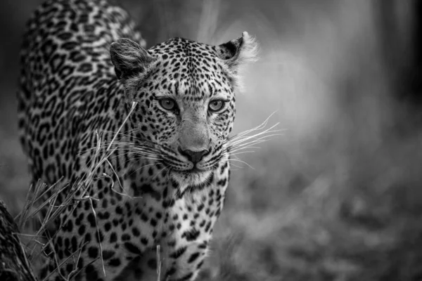 Close Cabeça Leopardo Preto Branco Parque Nacional Kruger África Sul — Fotografia de Stock