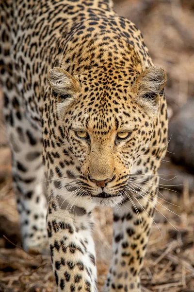 Close Van Een Leopard Hoofd Het Kruger National Park Zuid — Stockfoto
