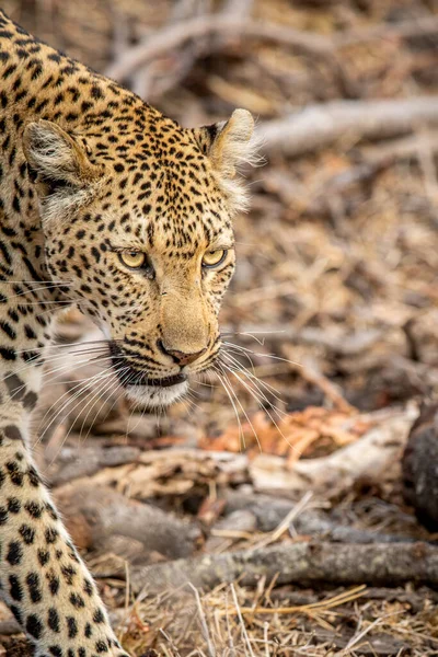 Güney Afrika 'daki Kruger Ulusal Parkı' nda bir leoparın kafasını kapatın..