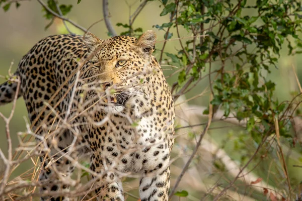 Güney Afrika 'daki Kruger Ulusal Parkı' nda leopar görüldü..