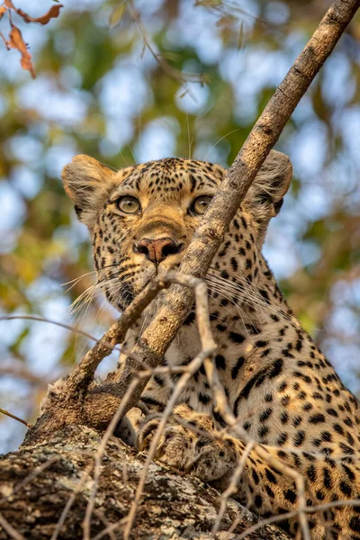 Nahaufnahme Eines Leoparden Einem Baum Kruger Nationalpark Südafrika — Stockfoto