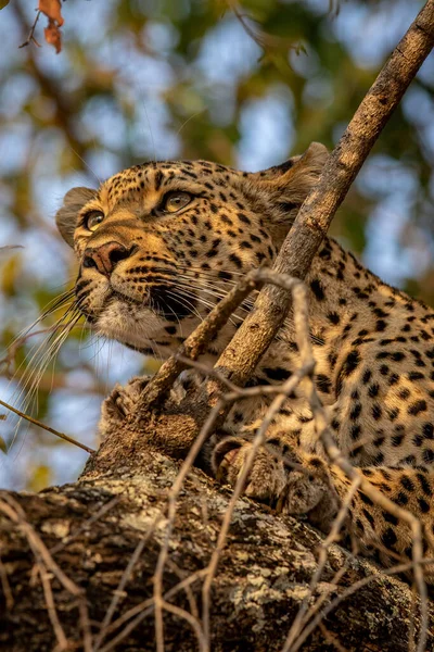 Gros Plan Léopard Dans Arbre Parc National Kruger Afrique Sud — Photo