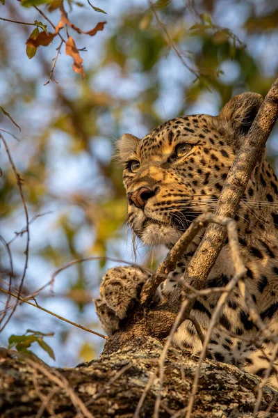 Güney Afrika 'daki Kruger Ulusal Parkı' ndaki bir ağaçtaki bir leoparın yakınına..