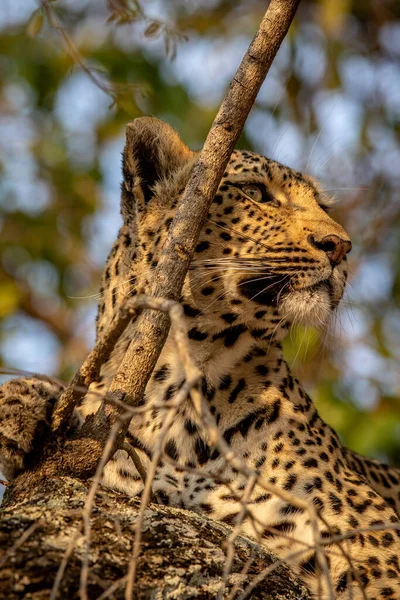 Güney Afrika 'daki Kruger Ulusal Parkı' ndaki bir ağaçtaki bir leoparın yakınına..