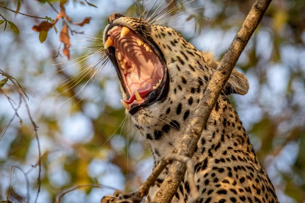 Güney Afrika 'daki Kruger Ulusal Parkı' nda bir ağaçta esneyen bir leoparın yakınına..