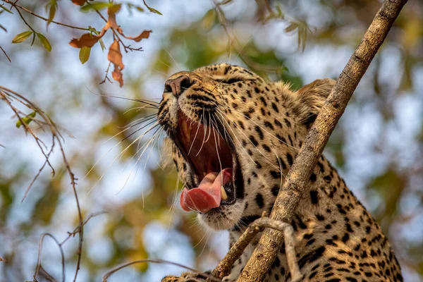 Güney Afrika 'daki Kruger Ulusal Parkı' nda bir ağaçta esneyen bir leoparın yakınına..