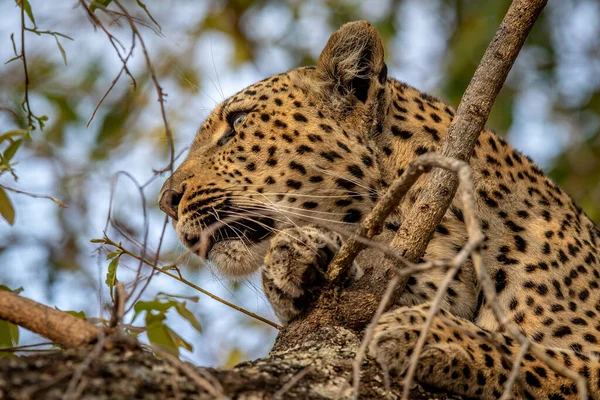 Primer Plano Leopardo Árbol Parque Nacional Kruger Sudáfrica —  Fotos de Stock