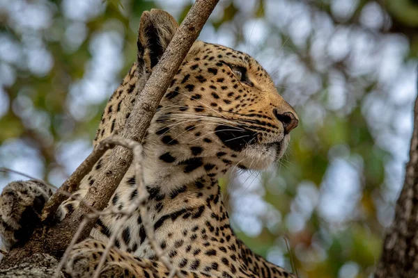 Güney Afrika 'daki Kruger Ulusal Parkı' ndaki bir ağaçtaki bir leoparın yakınına..