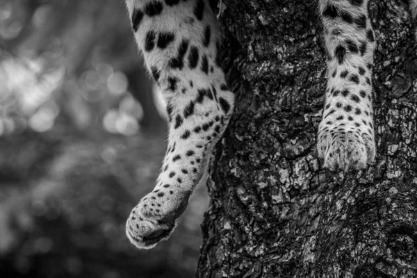 Nahaufnahme Von Leopardenfüßen Schwarz Weiß Krüger Nationalpark Südafrika — Stockfoto