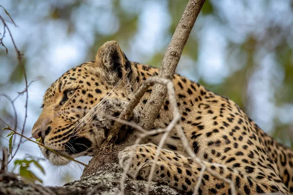 Nahaufnahme Eines Leoparden Einem Baum Kruger Nationalpark Südafrika — Stockfoto