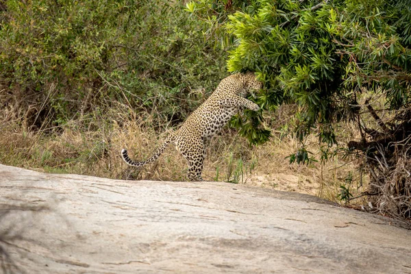 Μεγάλος Αρσενικός Leopard Οριοθετεί Περιοχή Στο Εθνικό Πάρκο Kruger Νότια — Φωτογραφία Αρχείου