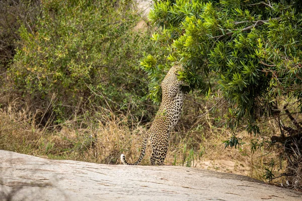 Büyük Erkek Leopar Güney Afrika Kruger Ulusal Parkı Nda Bölgeyi — Stok fotoğraf