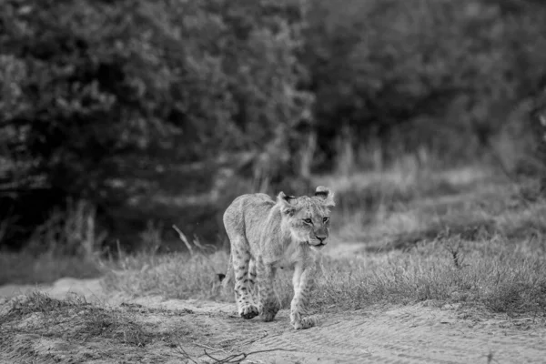 Güney Afrika Daki Kruger Ulusal Parkı Nda Siyah Beyaz Kumda — Stok fotoğraf