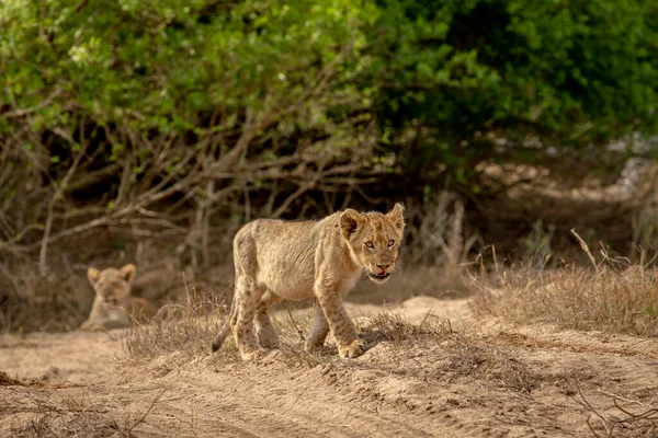 Güney Afrika 'daki Kruger Ulusal Parkı' nda kumda yürüyen aslan yavrusu..