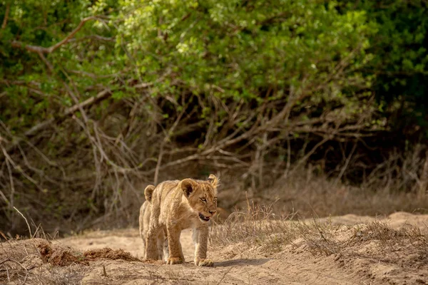 Güney Afrika 'daki Kruger Ulusal Parkı' nda kumda yürüyen aslan yavrusu..