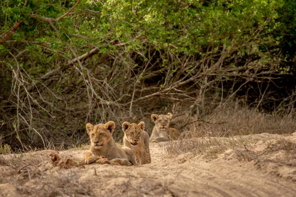 Lions Louveteaux Dans Sable Lit Rivière Sec Dans Parc National — Photo