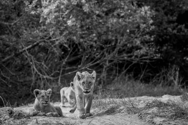 Filhotes Leão Areia Leito Seco Preto Branco Parque Nacional Kruger — Fotografia de Stock