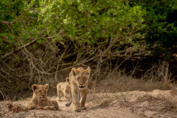 Güney Afrika 'daki Kruger Ulusal Parkı' nda kurak bir nehir yatağında aslan yavruları..