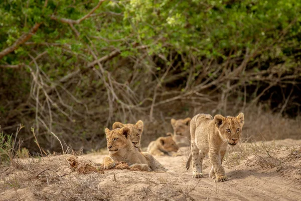 Güney Afrika 'daki Kruger Ulusal Parkı' nda kurak bir nehir yatağında aslan yavruları..