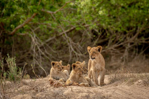 Güney Afrika 'daki Kruger Ulusal Parkı' nda kurak bir nehir yatağında aslan yavruları..