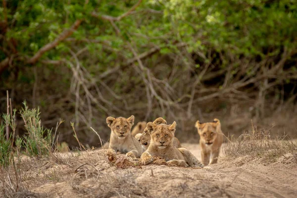 Filhotes Leões Areia Leito Seco Parque Nacional Kruger África Sul — Fotografia de Stock