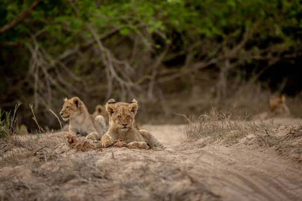 Cachorros Leones Arena Lecho Río Seco Parque Nacional Kruger Sudáfrica — Foto de Stock