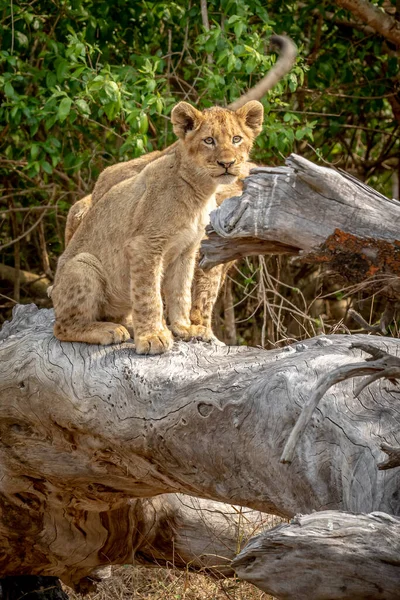 Güney Afrika 'daki Kruger Ulusal Parkı' nda devrilmiş bir ağaçta oturan aslan yavruları..