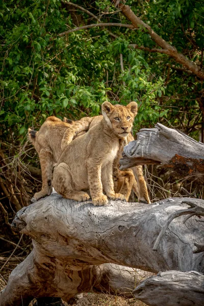 Güney Afrika 'daki Kruger Ulusal Parkı' nda devrilmiş bir ağaçta oturan aslan yavruları..