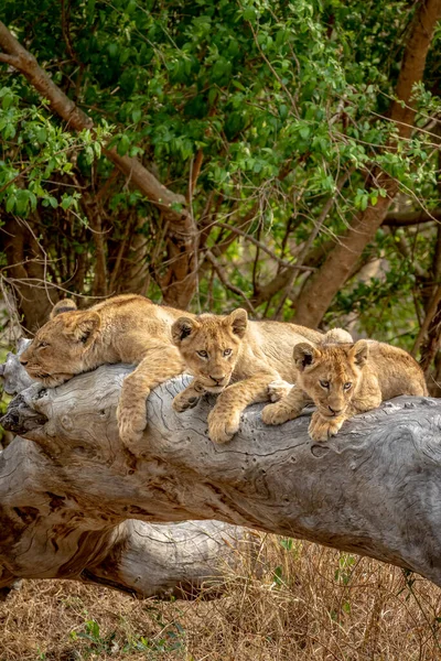 Lions Louveteaux Assis Sur Arbre Tombé Dans Parc National Kruger — Photo