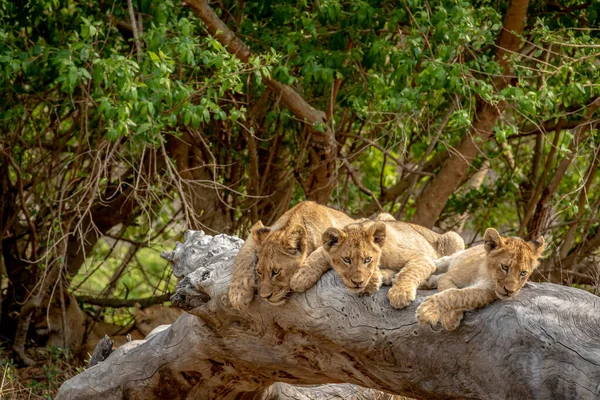 Puii Leu Stând Copac Căzut Parcul Național Kruger Africa Sud — Fotografie, imagine de stoc