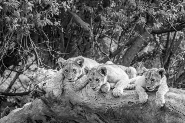 Filhotes Leão Sentados Uma Árvore Caída Preto Branco Parque Nacional — Fotografia de Stock
