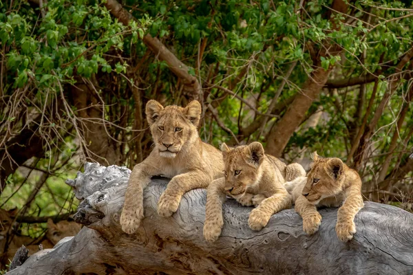 Güney Afrika 'daki Kruger Ulusal Parkı' nda devrilmiş bir ağaçta oturan aslan yavruları..