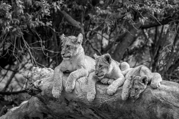 Lion Cubs Sitting Fallen Tree Black White Kruger National Park — стоковое фото