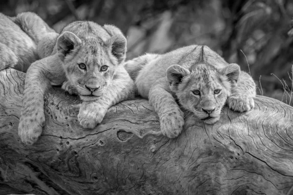 Lion Cubs Sitting Fallen Tree Black White Kruger National Park — стоковое фото