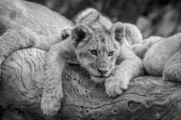 Lion Cubs Sitting Fallen Tree Black White Kruger National Park — стоковое фото