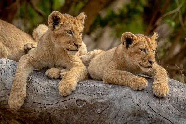 Güney Afrika 'daki Kruger Ulusal Parkı' nda devrilmiş bir ağaçta oturan aslan yavruları..