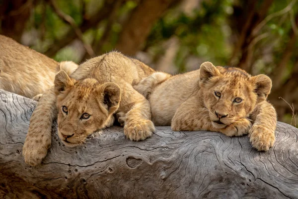 Cachorros Leones Sentados Sobre Árbol Caído Parque Nacional Kruger Sudáfrica — Foto de Stock