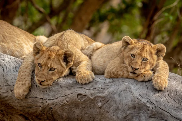 Lion Cubs Sitting Fallen Tree Kruger National Park South Africa — стоковое фото