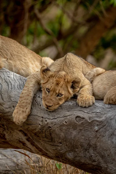 Cachorros Leones Sentados Sobre Árbol Caído Parque Nacional Kruger Sudáfrica — Foto de Stock