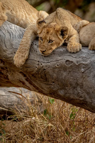 Leeuwenwelpen Zittend Een Omgevallen Boom Het Kruger National Park Zuid — Stockfoto
