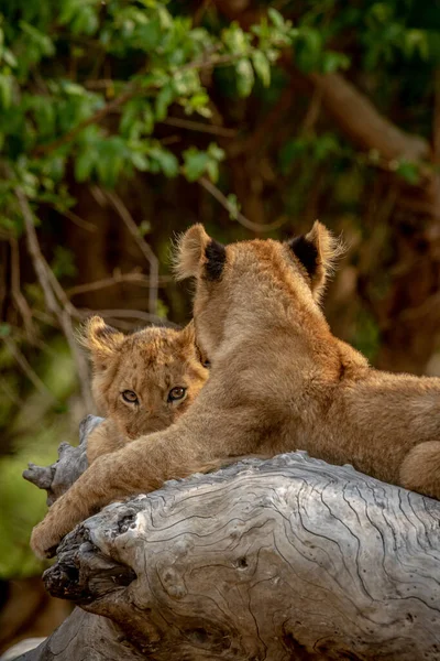 Güney Afrika 'daki Kruger Ulusal Parkı' nda devrilmiş bir ağaçta oturan aslan yavruları..