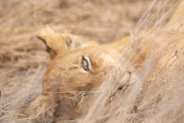 Close Lion Cub Head Kruger National Park South Africa 스톡 이미지